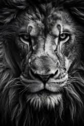 A lion doesnβt concern himseld
