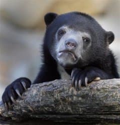 Confession Bear