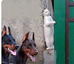 Hidden cat