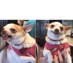 angry chihuahua happy chihuahua